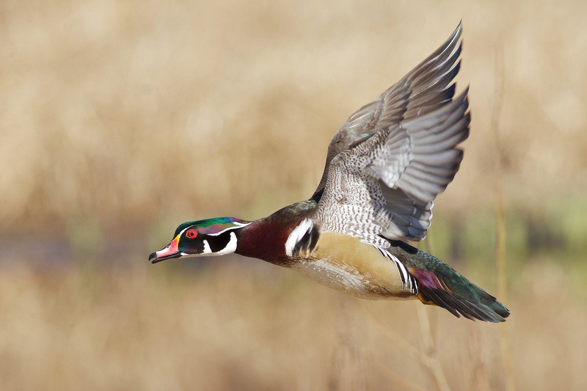 WOOD DUCK bird ducks (2) wallpaperx1315