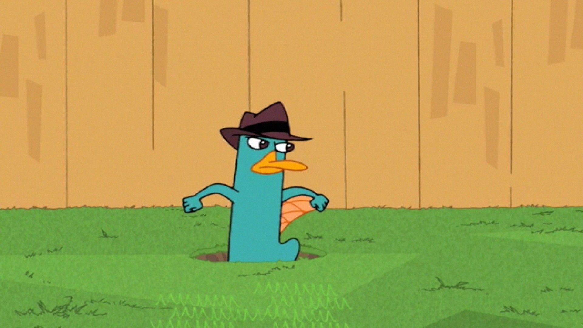 Perry The Platypus Wallpapers Wallpaper Cave.