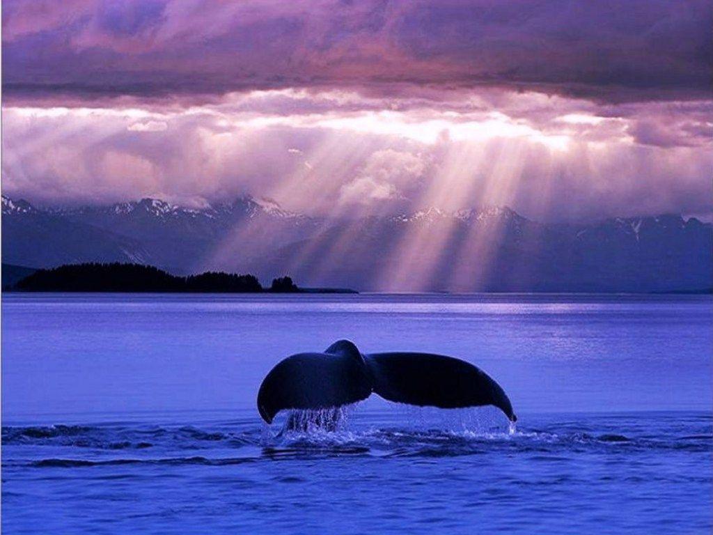 Download Jumping Blue Whale 1152x864
