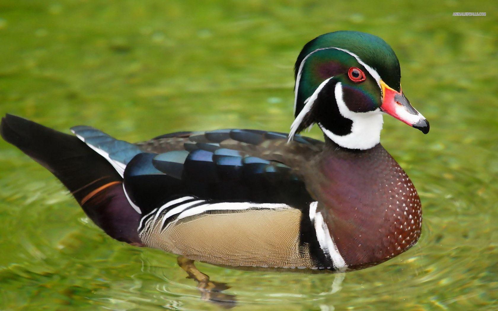 Wallpaper For > Wood Duck Flying Wallpaper