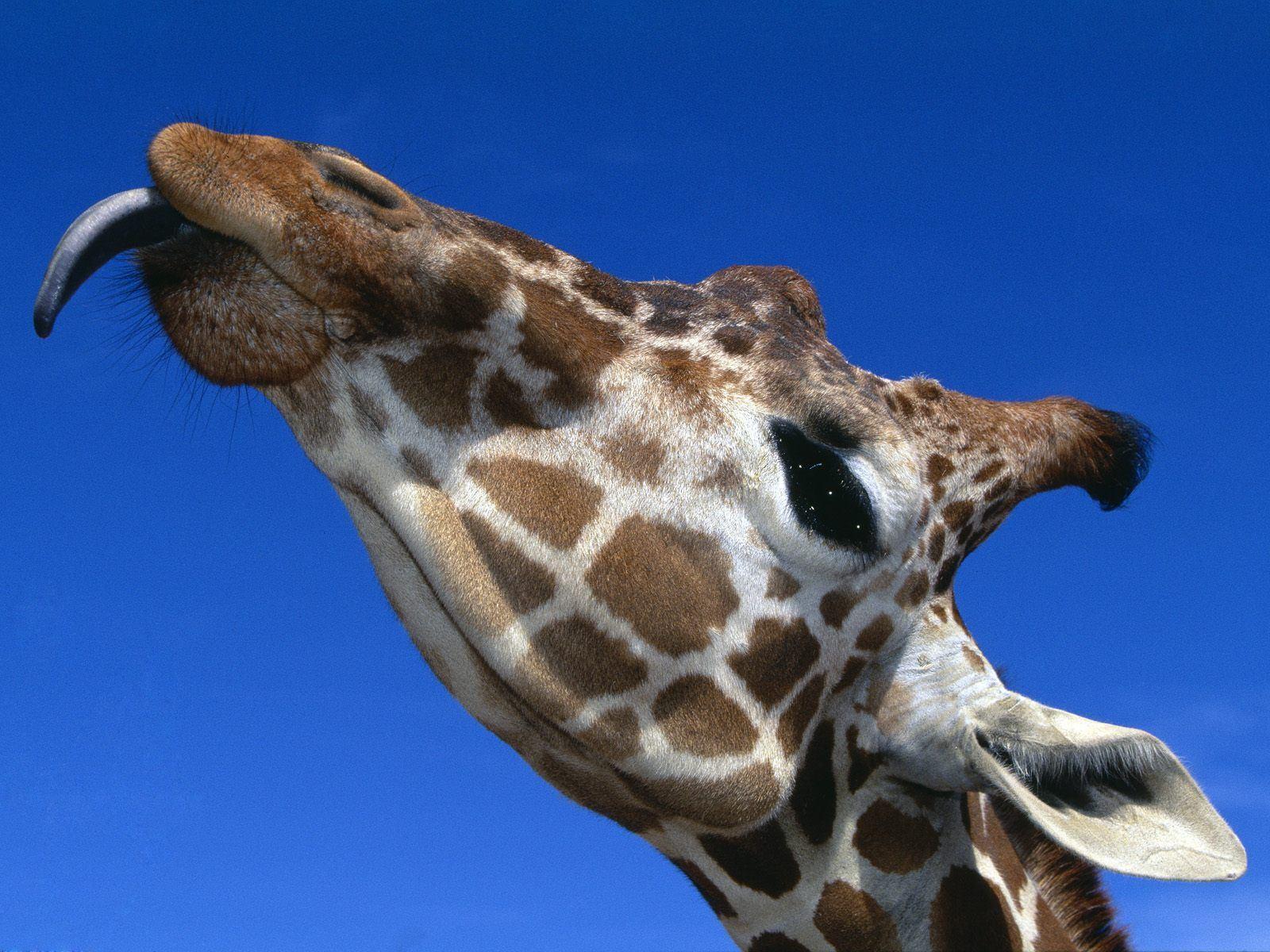 Giraffe Desktop Wallpaper. Animal HD Wallpaper