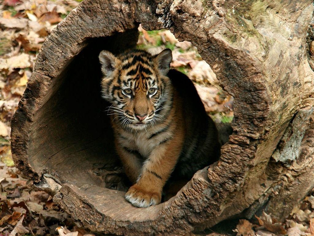 Animals For > Cute Baby Tigers Wallpaper