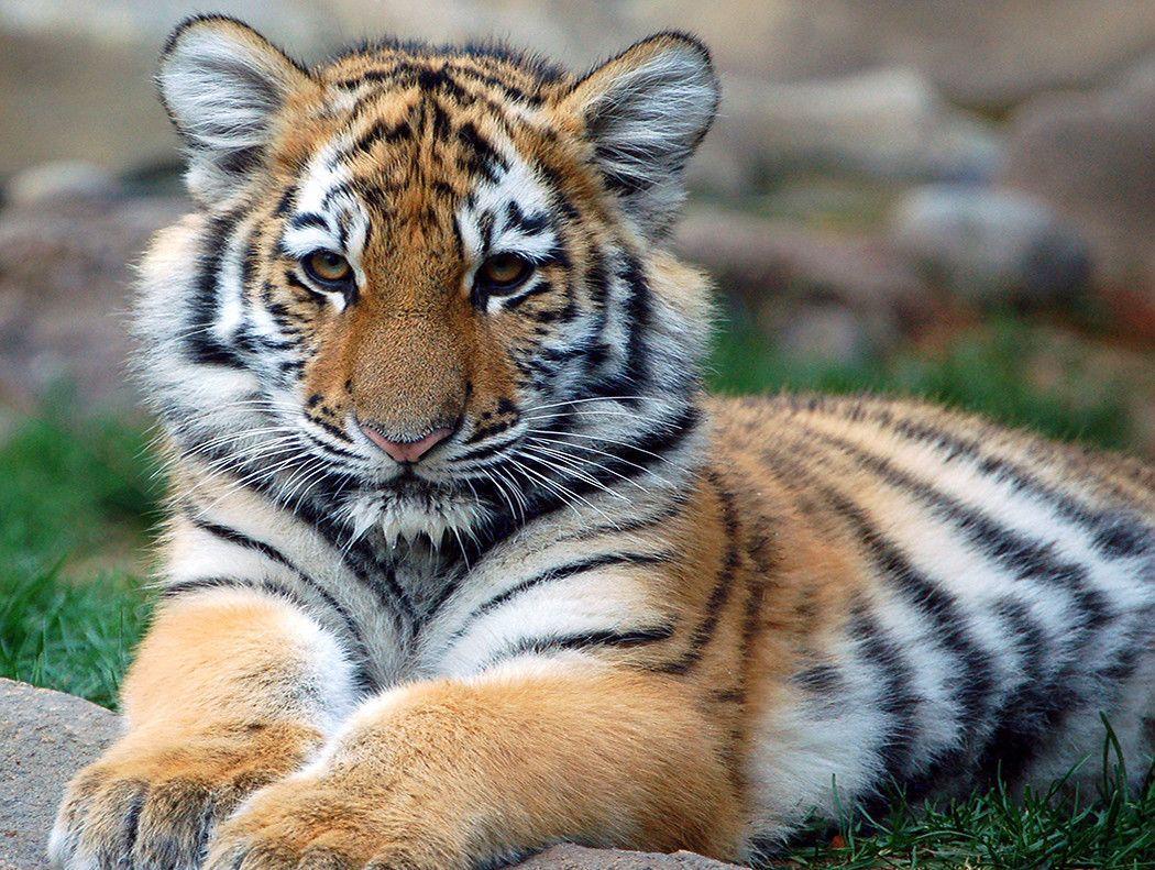 Animal Picture Cute Tiger Cub Staring Wallpaper