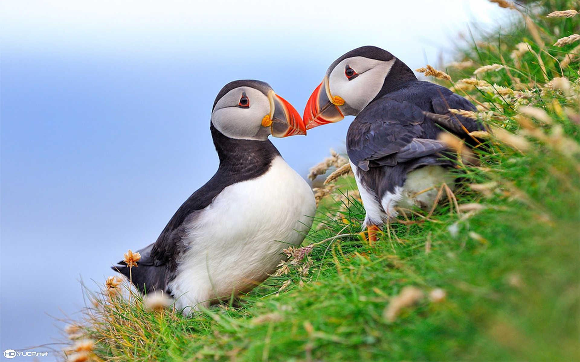 Puffin Wallpapers - Wallpaper Cave