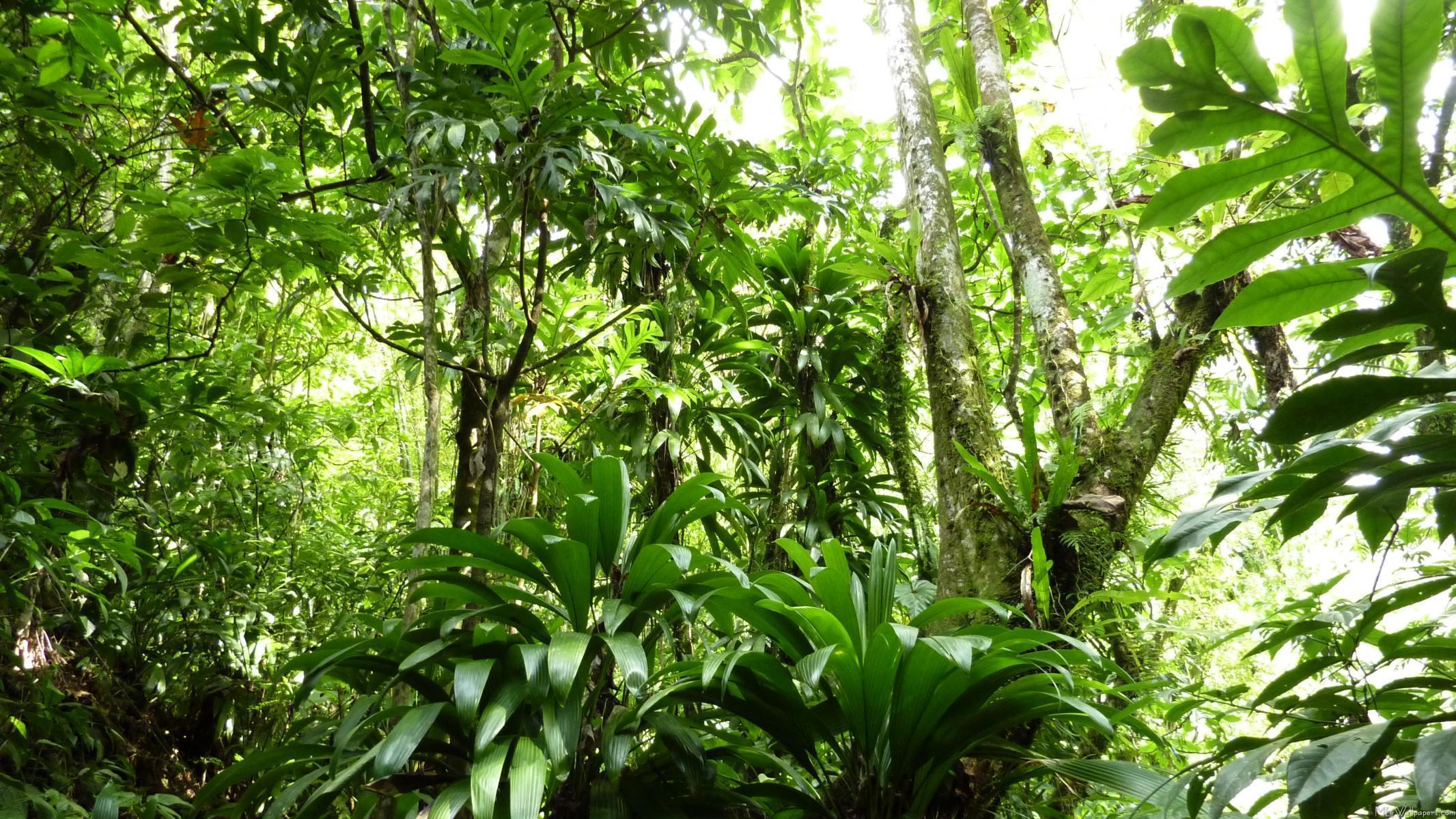 Printable Rainforest Background Printable World Holiday