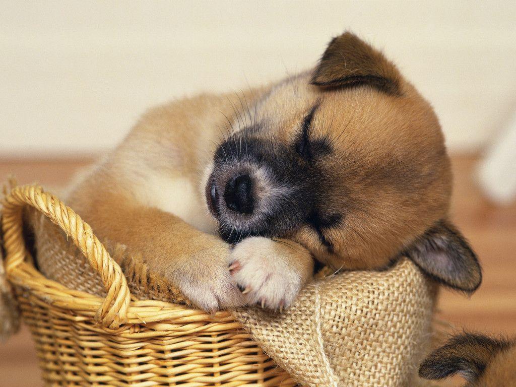 Puppy Sleeping Desktop Wallpaper