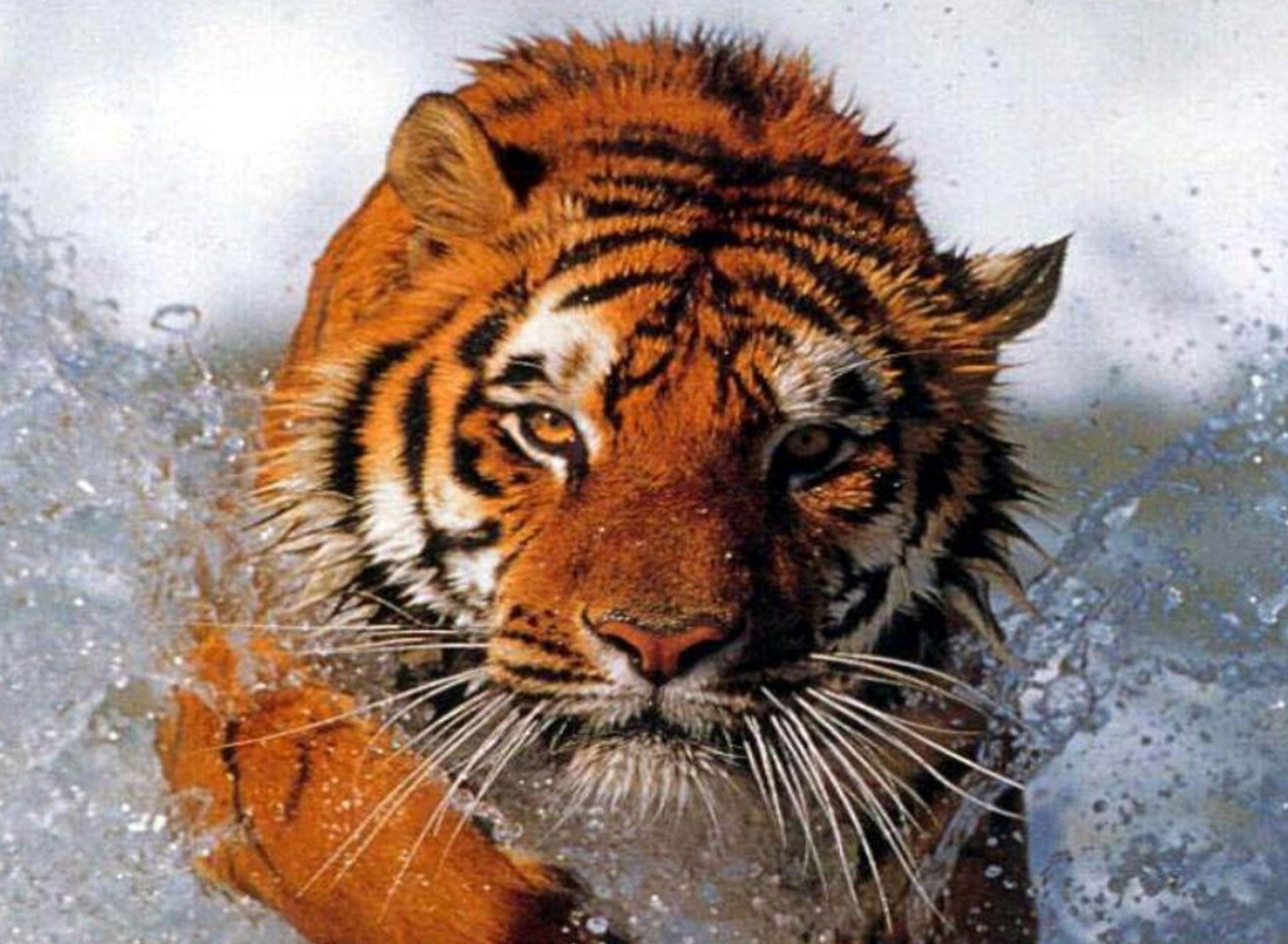 Tiger wallpaper & background