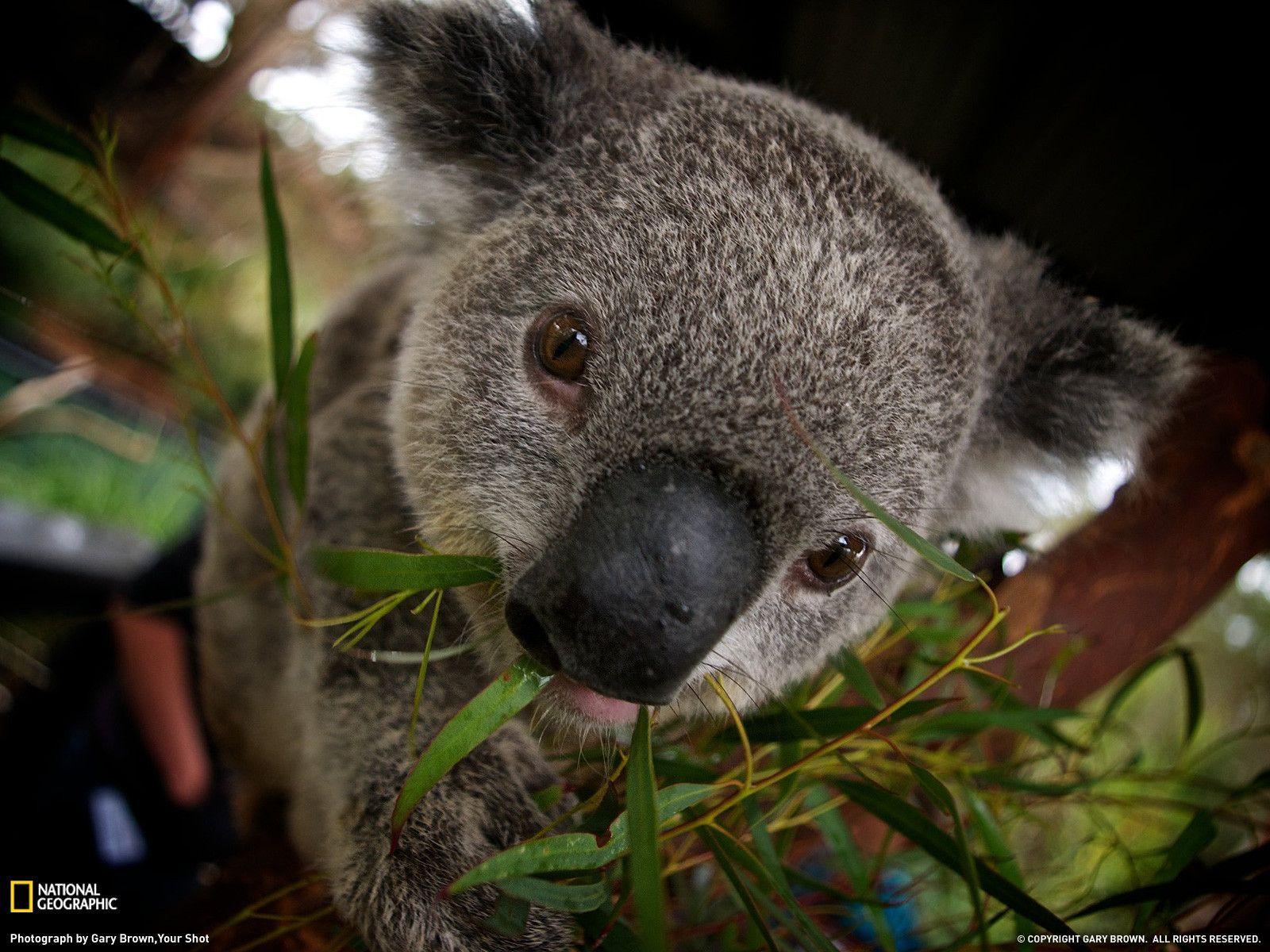 Koala Picture