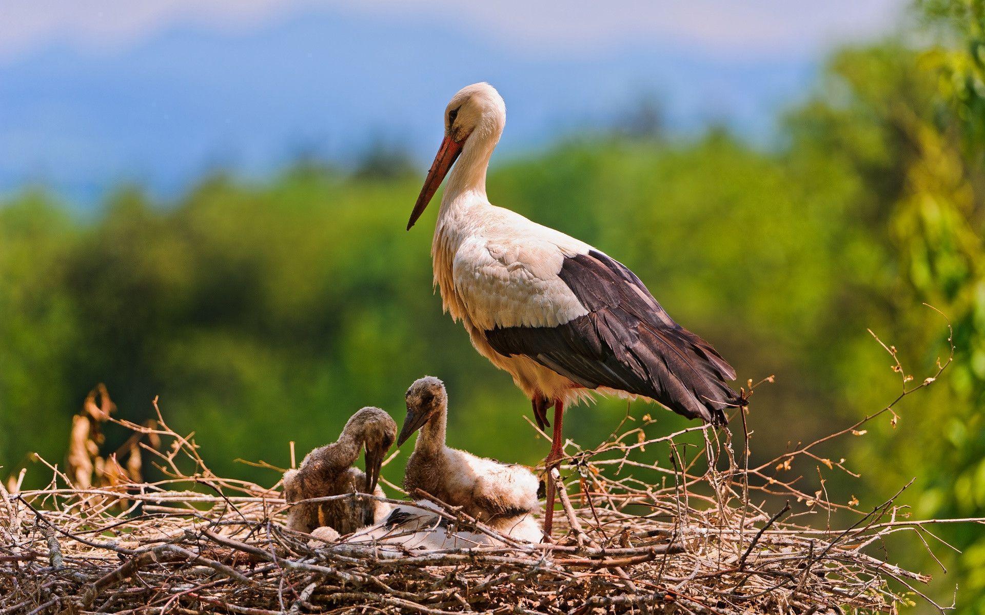 Stork Wallpapers - Wallpaper Cave