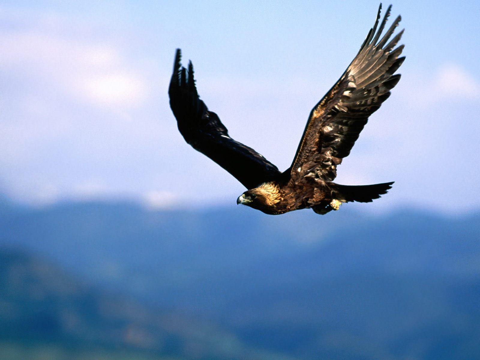 Free Eagle picture Wallpaper Wallpaper 3415