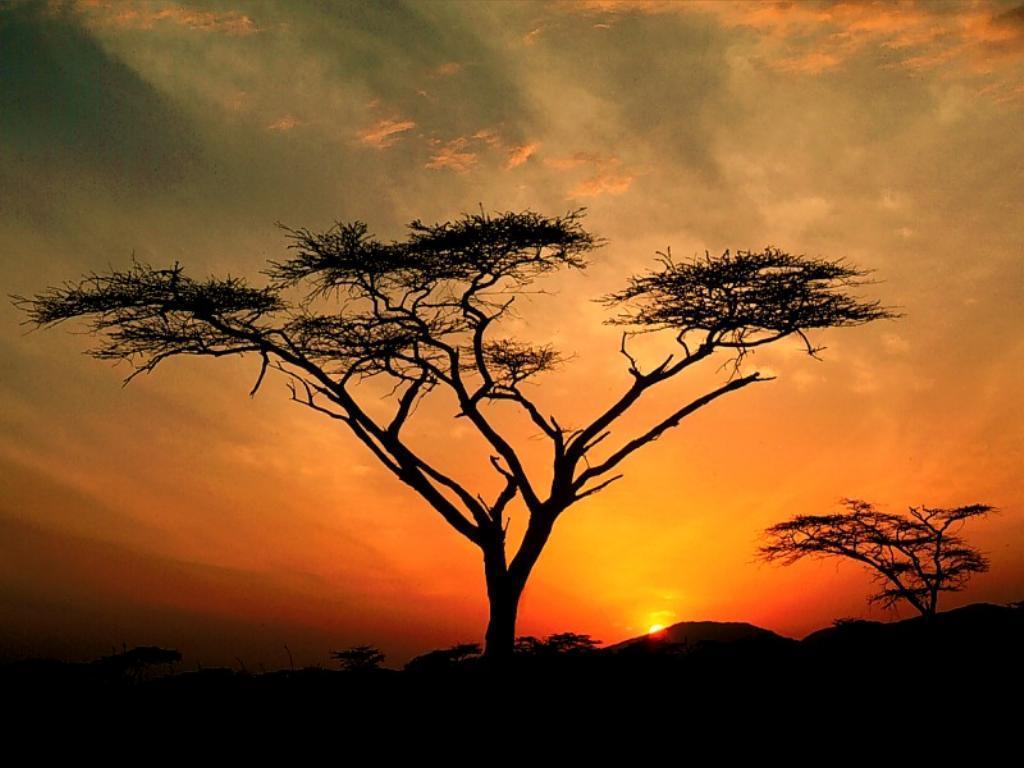 My Free Wallpaper Wallpaper, African Sunset