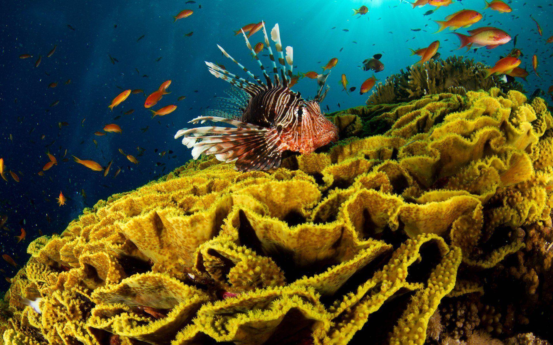 Lion Fish HD Wallpaper