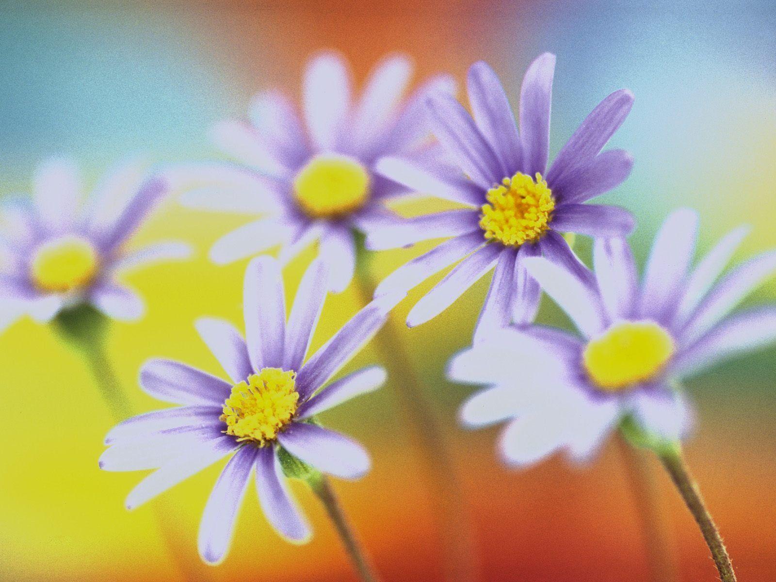 Free Spring Wallpaper For Computer Desktop Spring