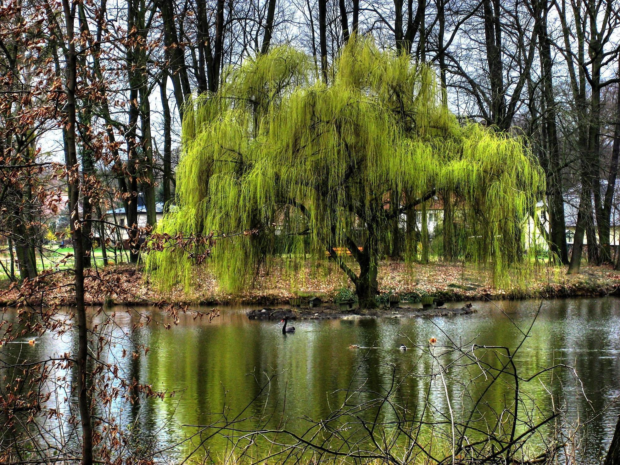 image For > Weeping Willow Tree In Winter