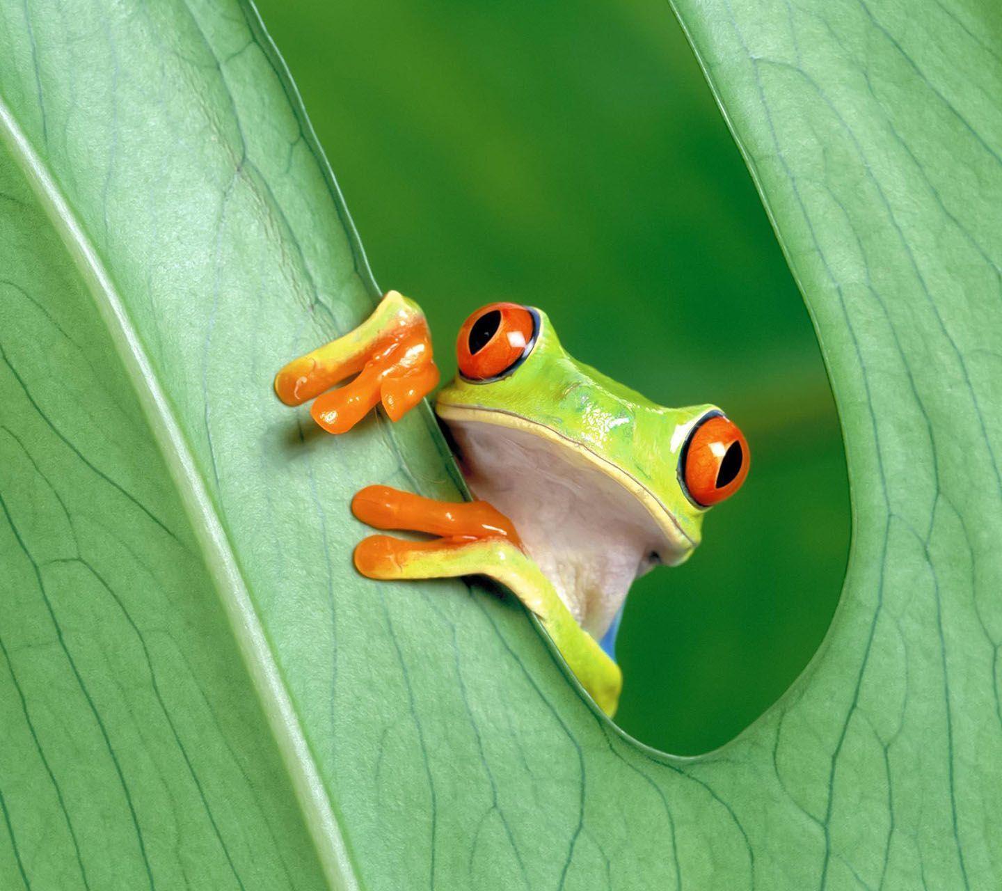 Pix For > Cute Frog