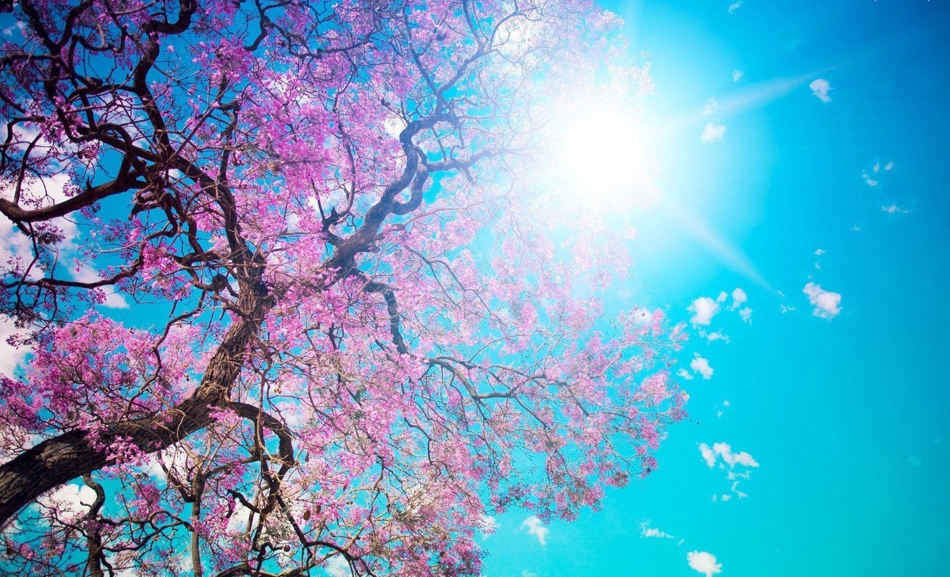 Pink On Spring Tree HD Wallpaper