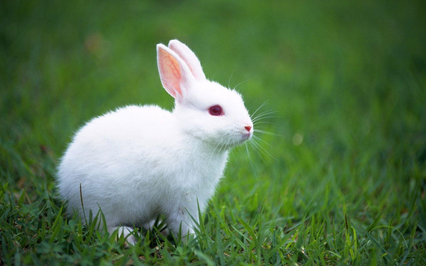 cute bunny wallpaper Search Engine