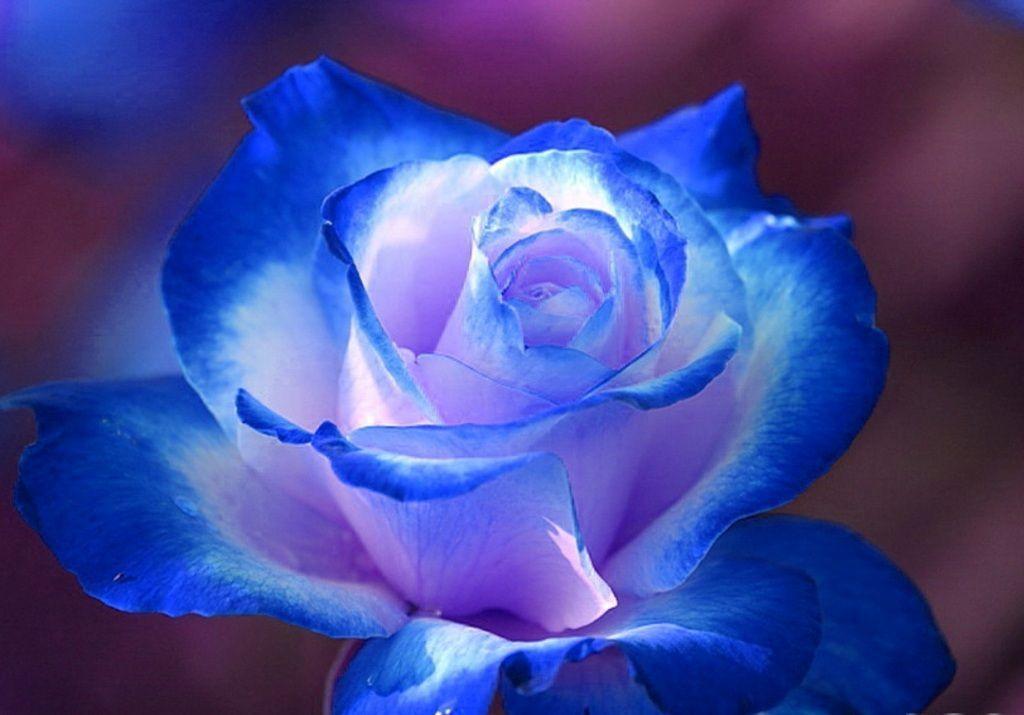 Blue Rose HD Wallpaper Theme