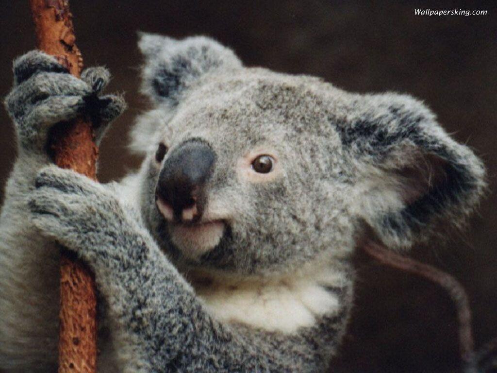 Wallpaper For > Cute Koala Bear Wallpaper