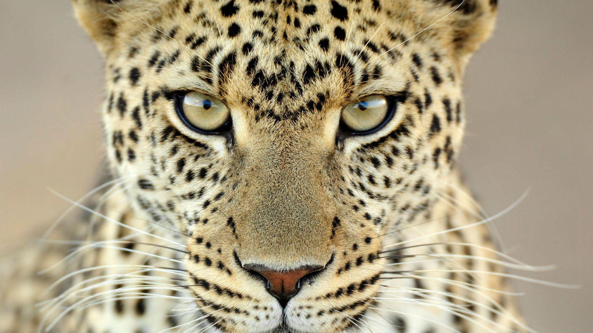 Leopard Wallpaper HD Wallpaper