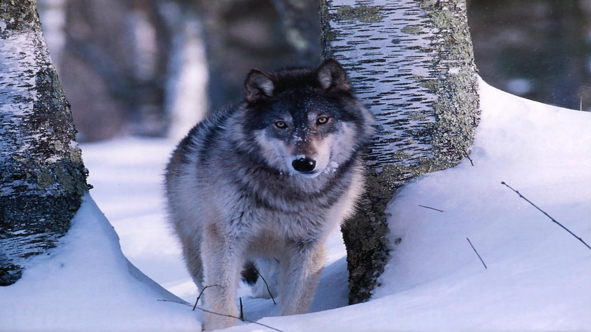 Wildlife grey wolf in snow free desktop background