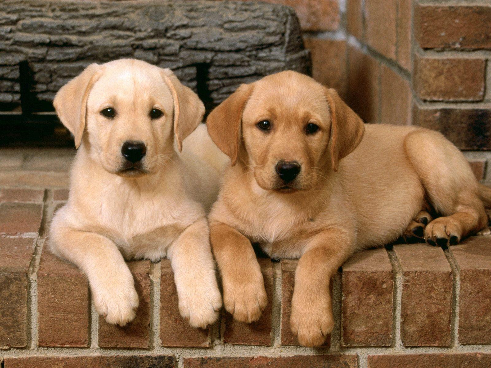 Pix For > Cute Yellow Lab Puppies Wallpaper