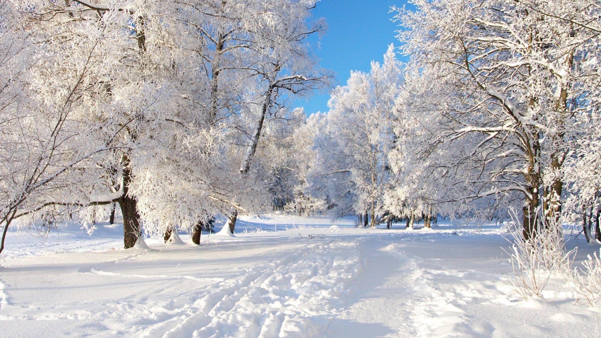 winter snow backgrounds