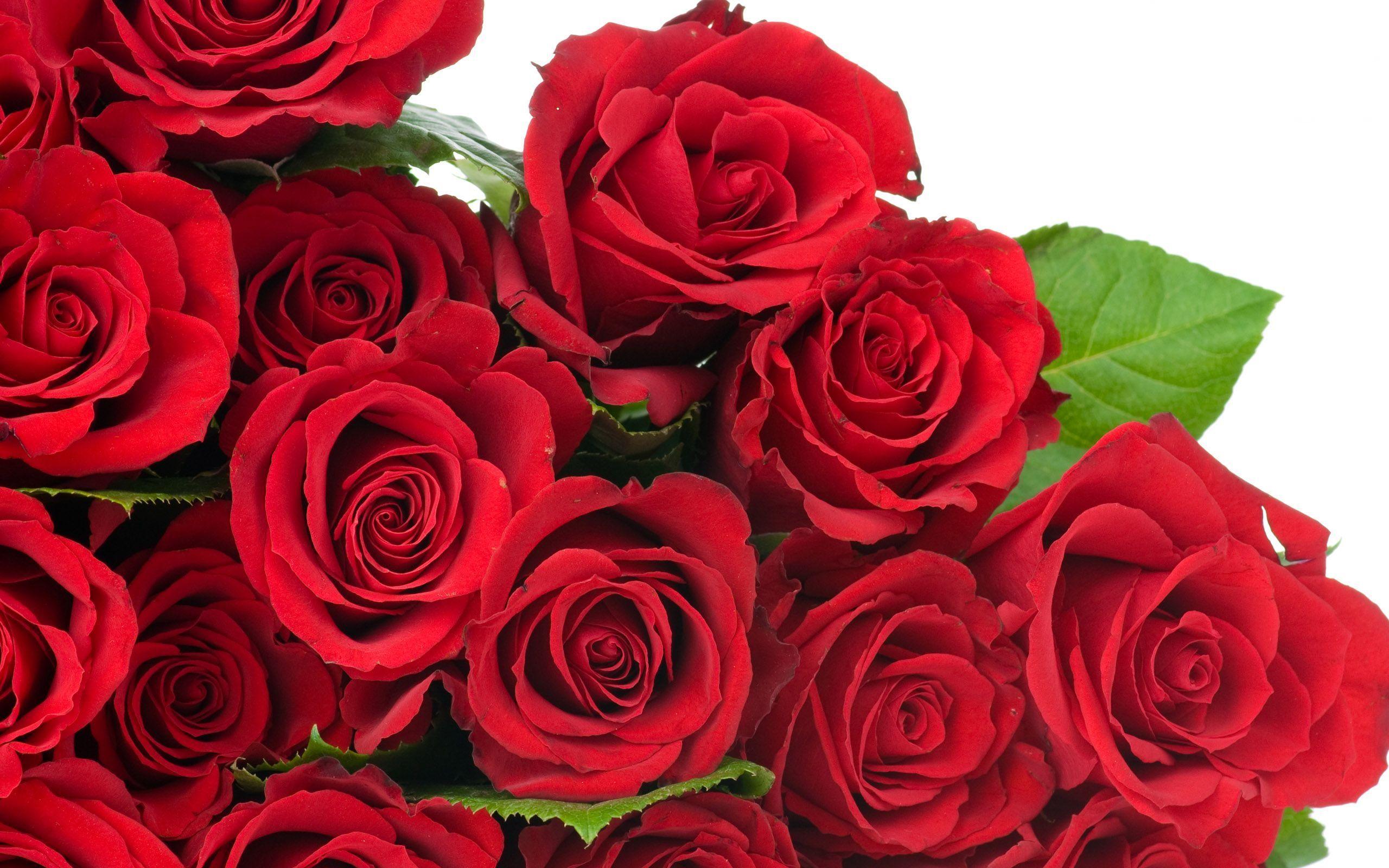 Red Rose HD Nice Wallpaper X