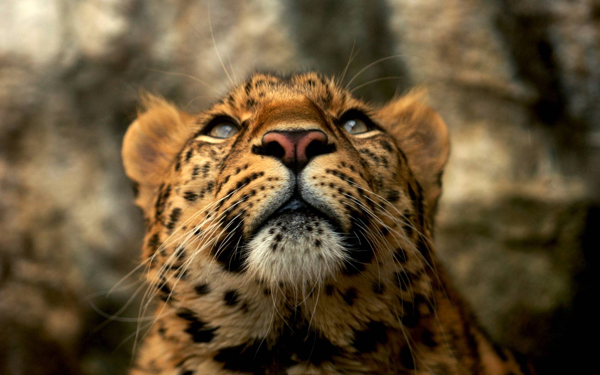 leopard wallpaper