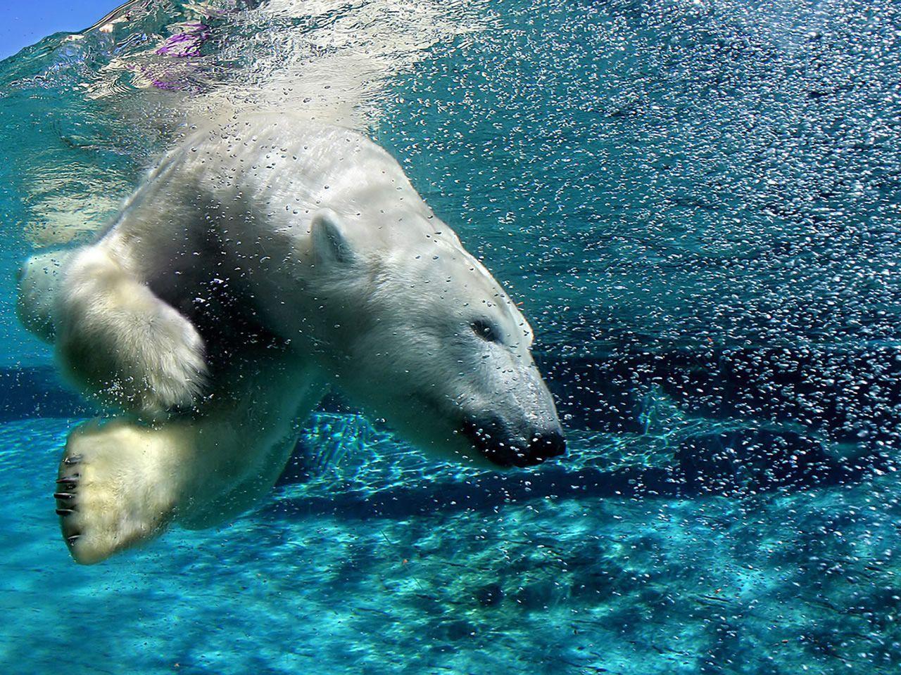diving polar bear wallpaper