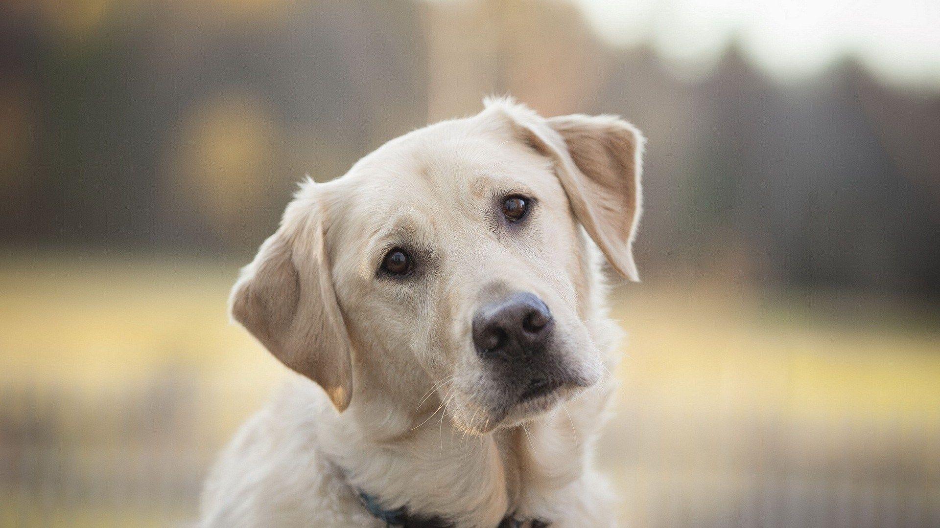 Labrador Retriever Sad Eyes HD Wallpaper