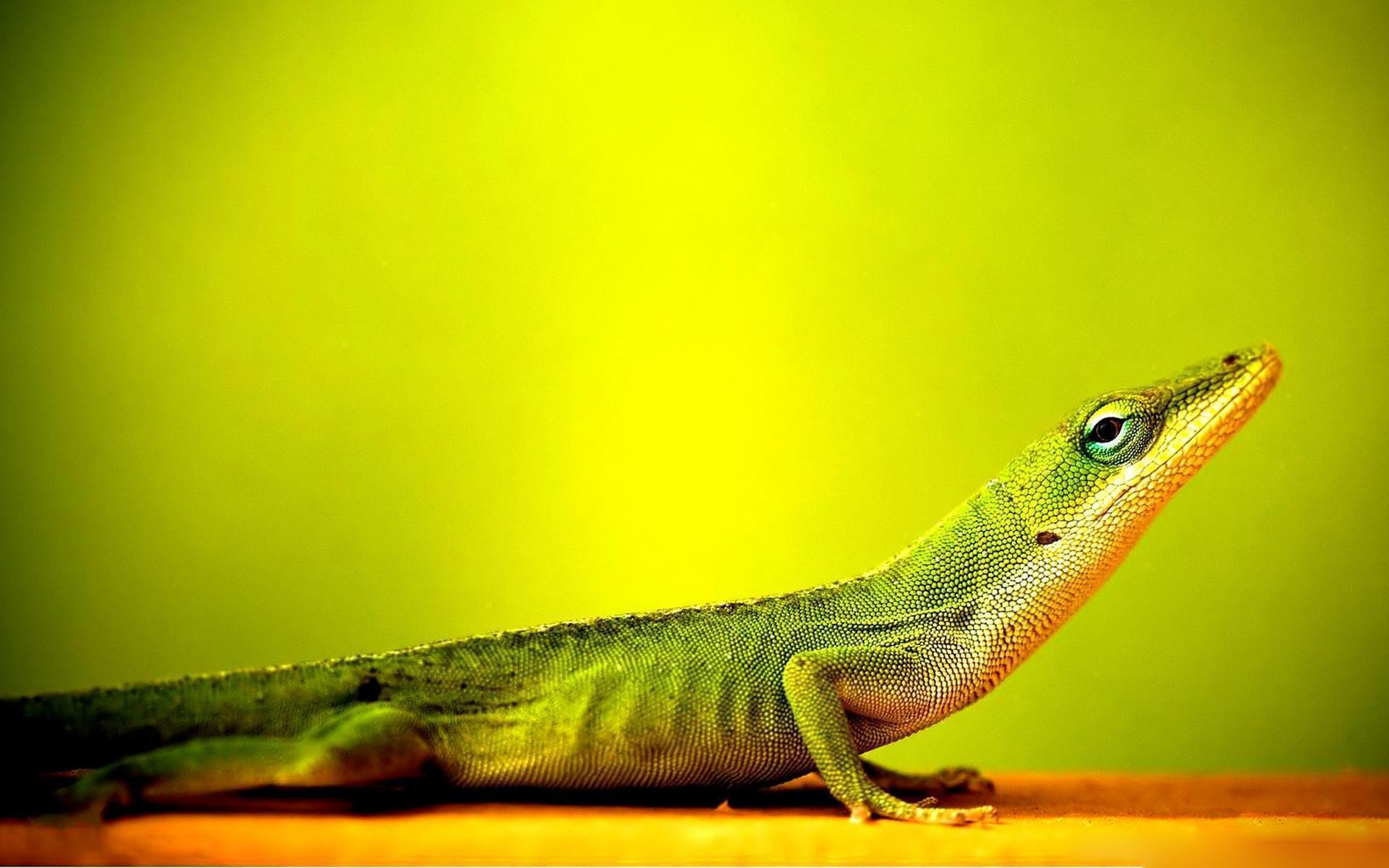 Lizard Desktop Wallpaper Wallpaper Inn