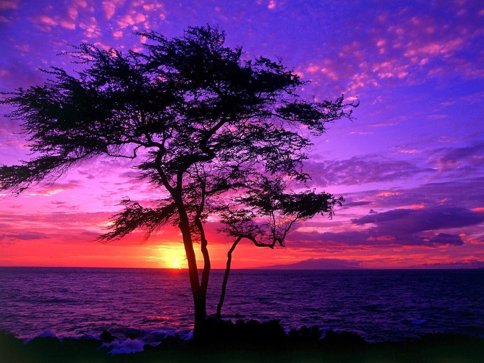 Tree silhouette in the purple sunset Wallpaper. High Quality