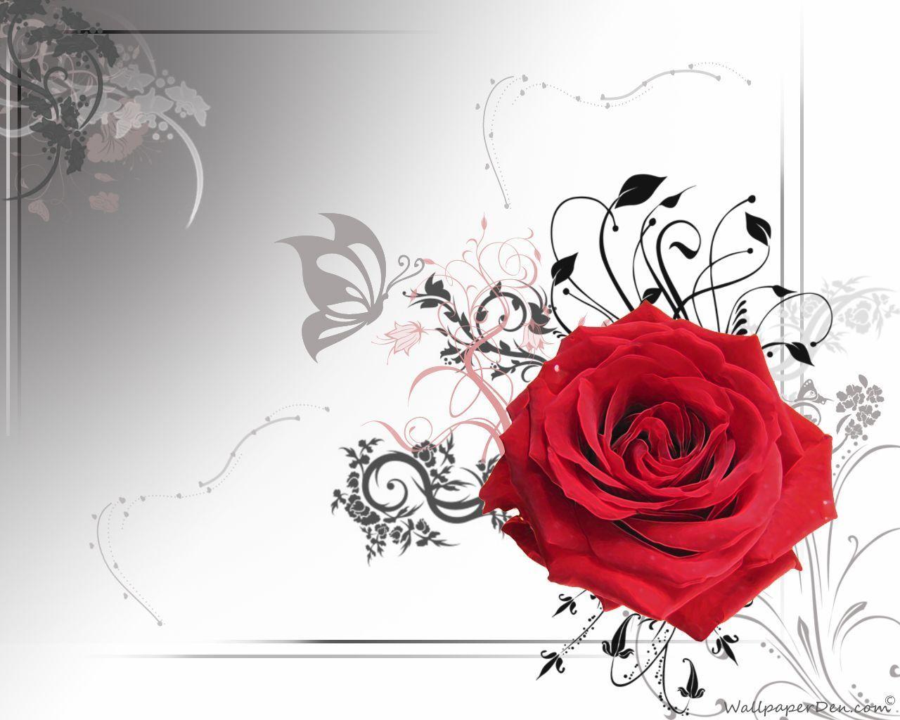 Wallpaper For > White And Red Rose Wallpaper