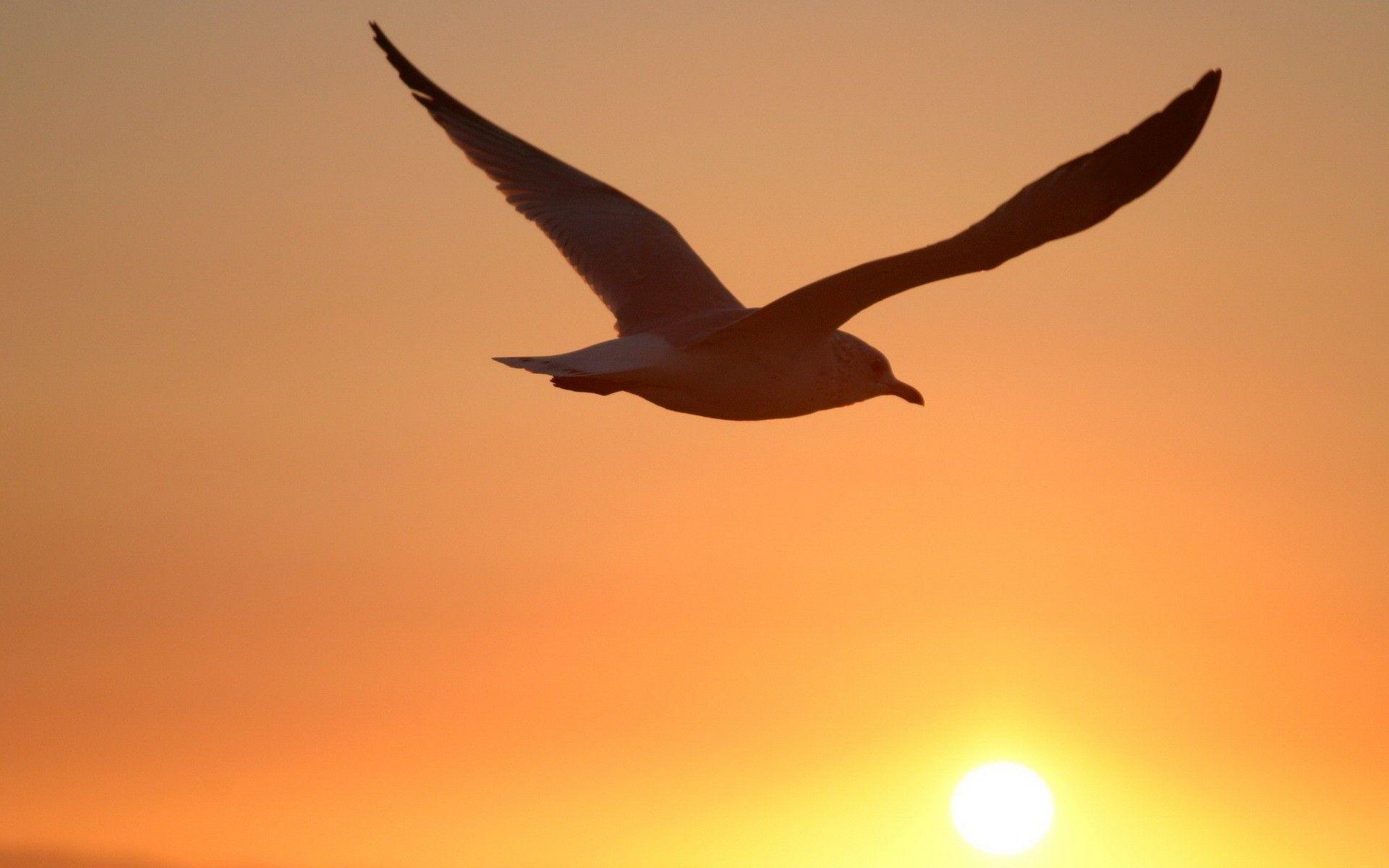 Seagull Sunset Picture