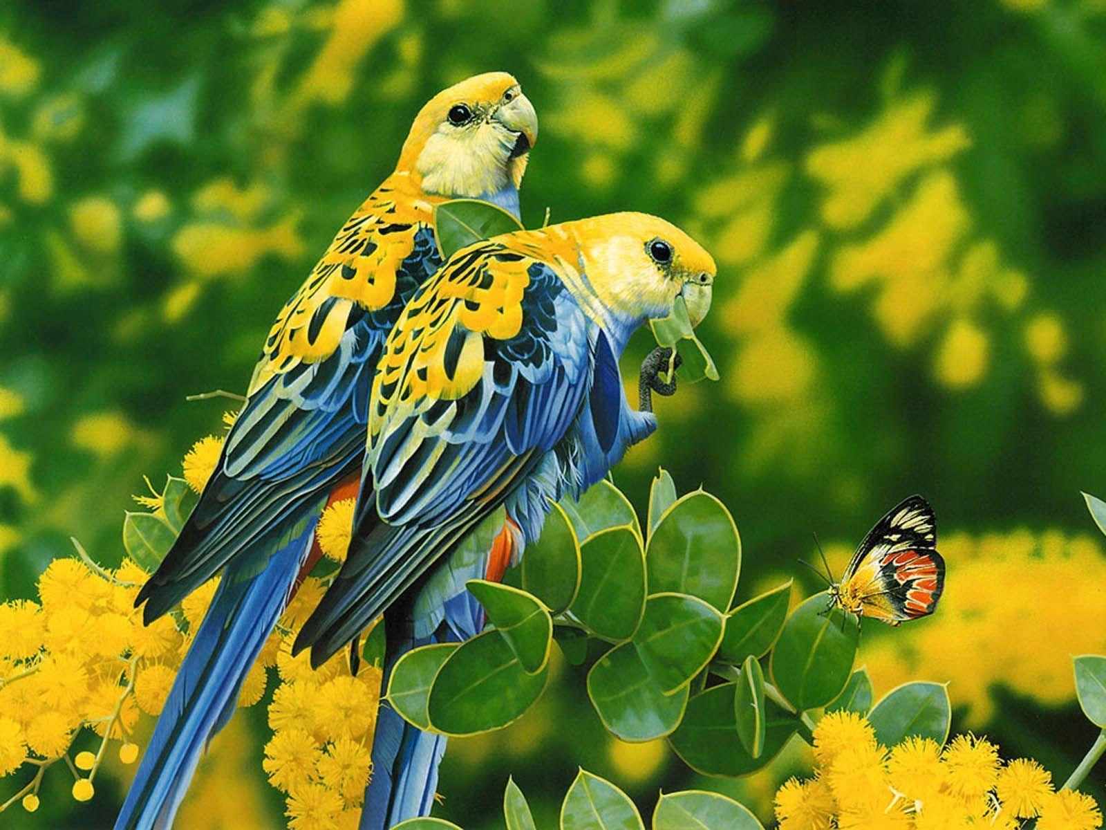 wallpaper: Love Birds Wallpaper