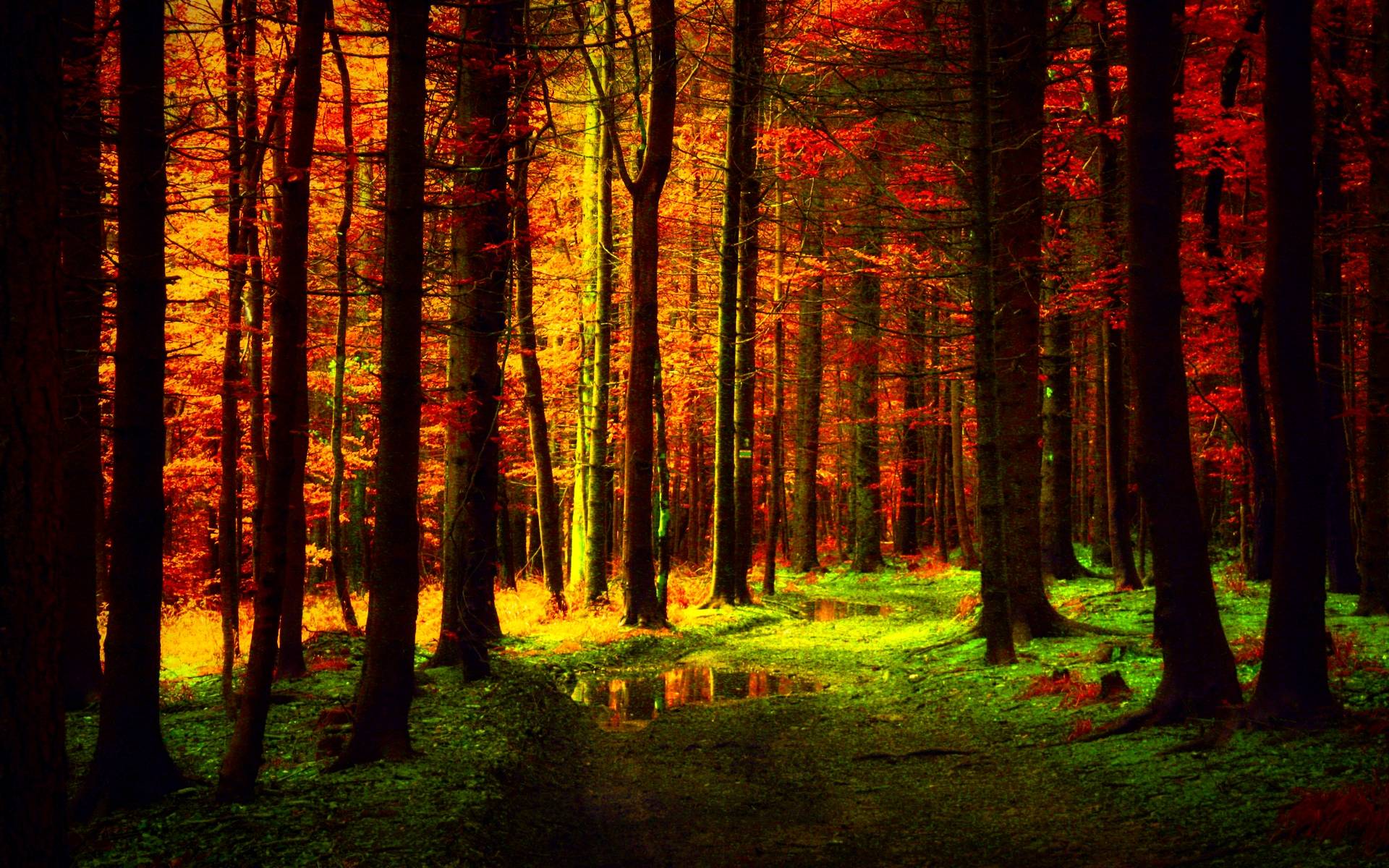 Autumn HD Forest Wallpaper Wallpaper. High Definition