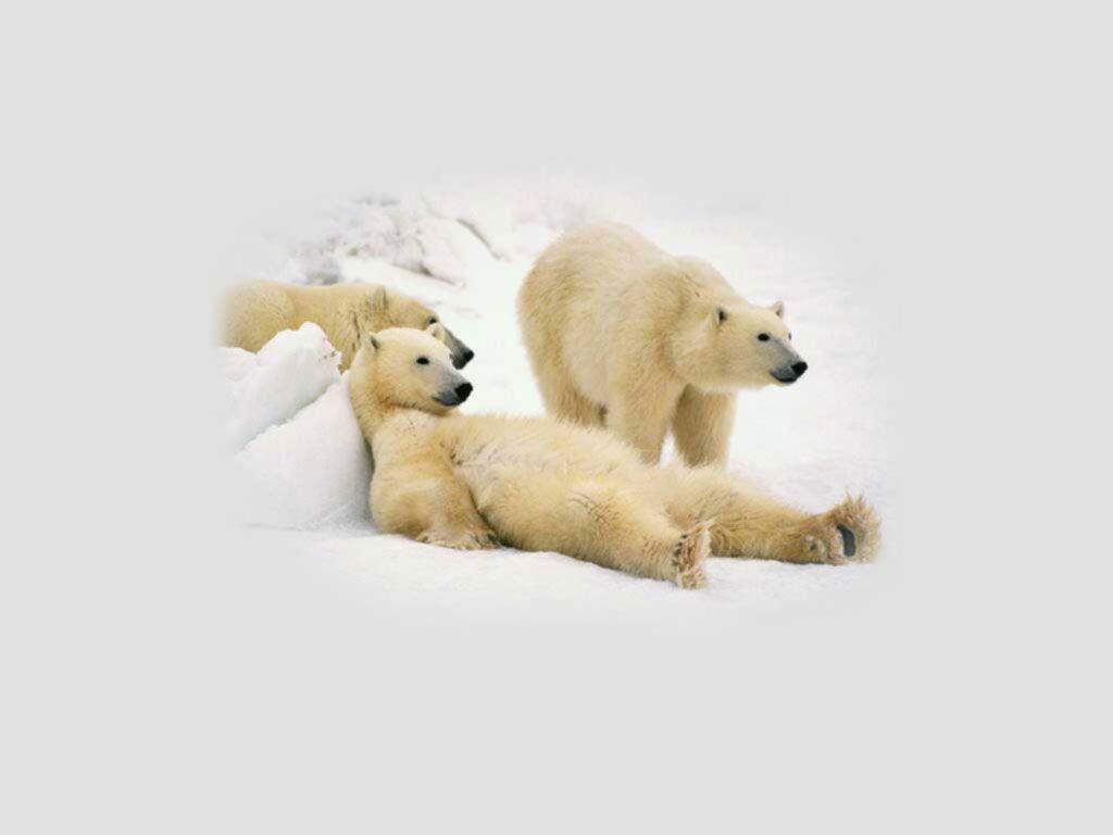 Polar Bear Wallpaper (Wallpaper 1 11 Of 11)