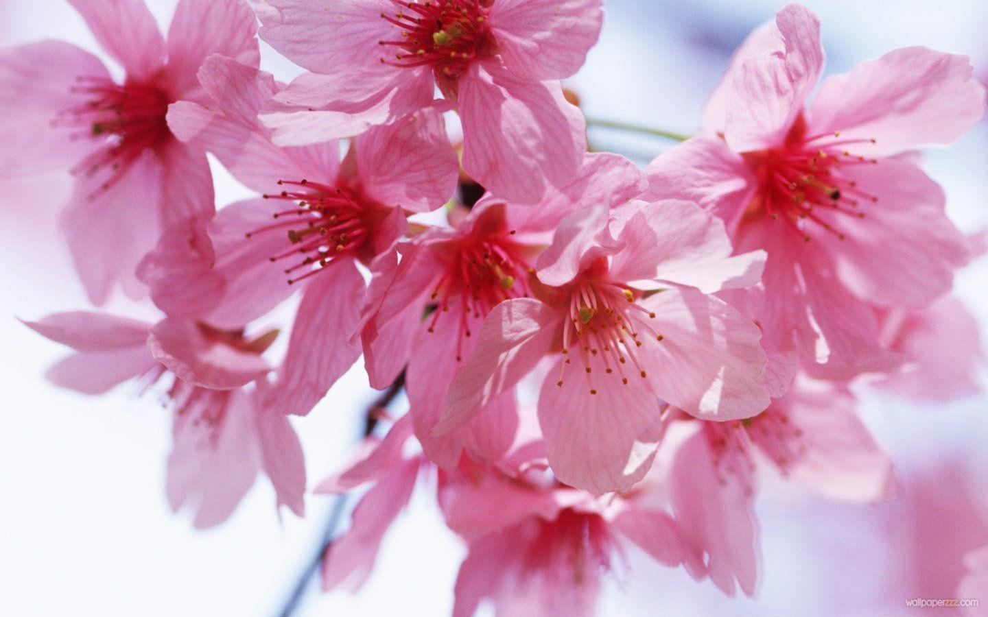 Download Free Wallpaper For Android 2.2 Picture of Spring
