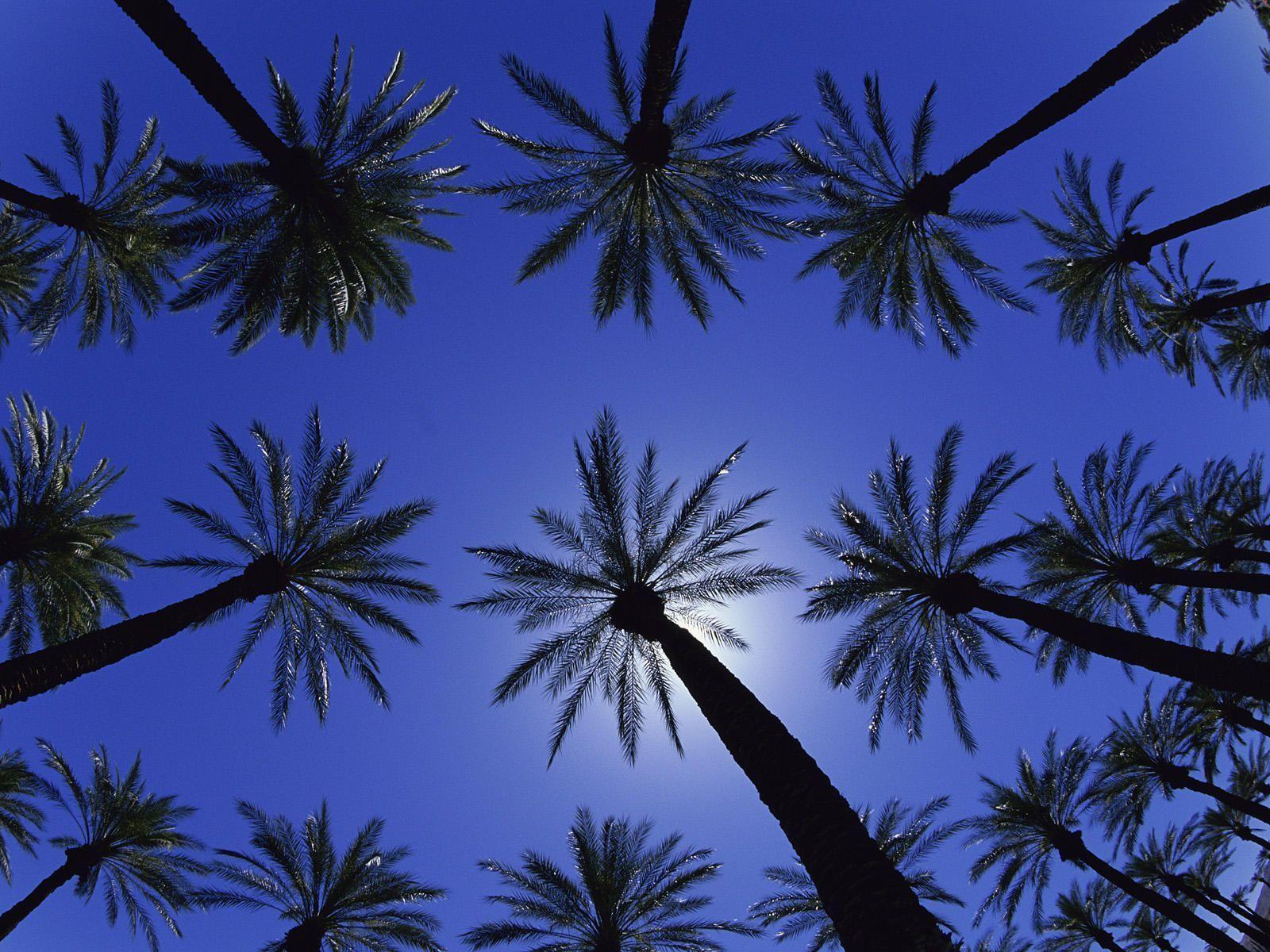 Date Palm Trees California Travel Wallpaper Travel