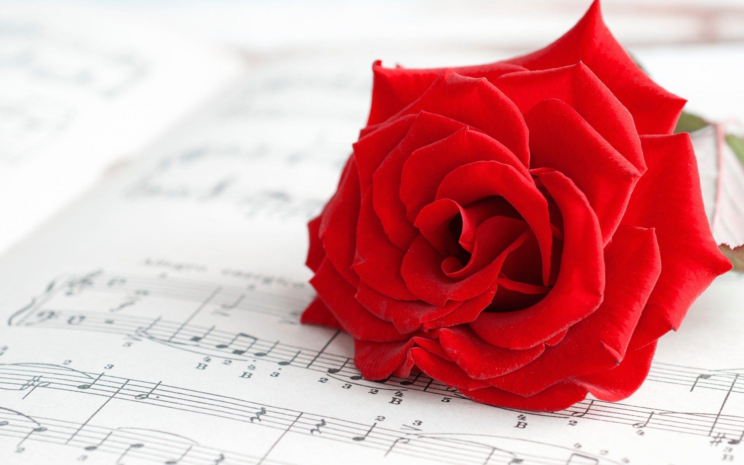 Mood Flower Rose Red Music HD Wallpaper Desktop Background Free