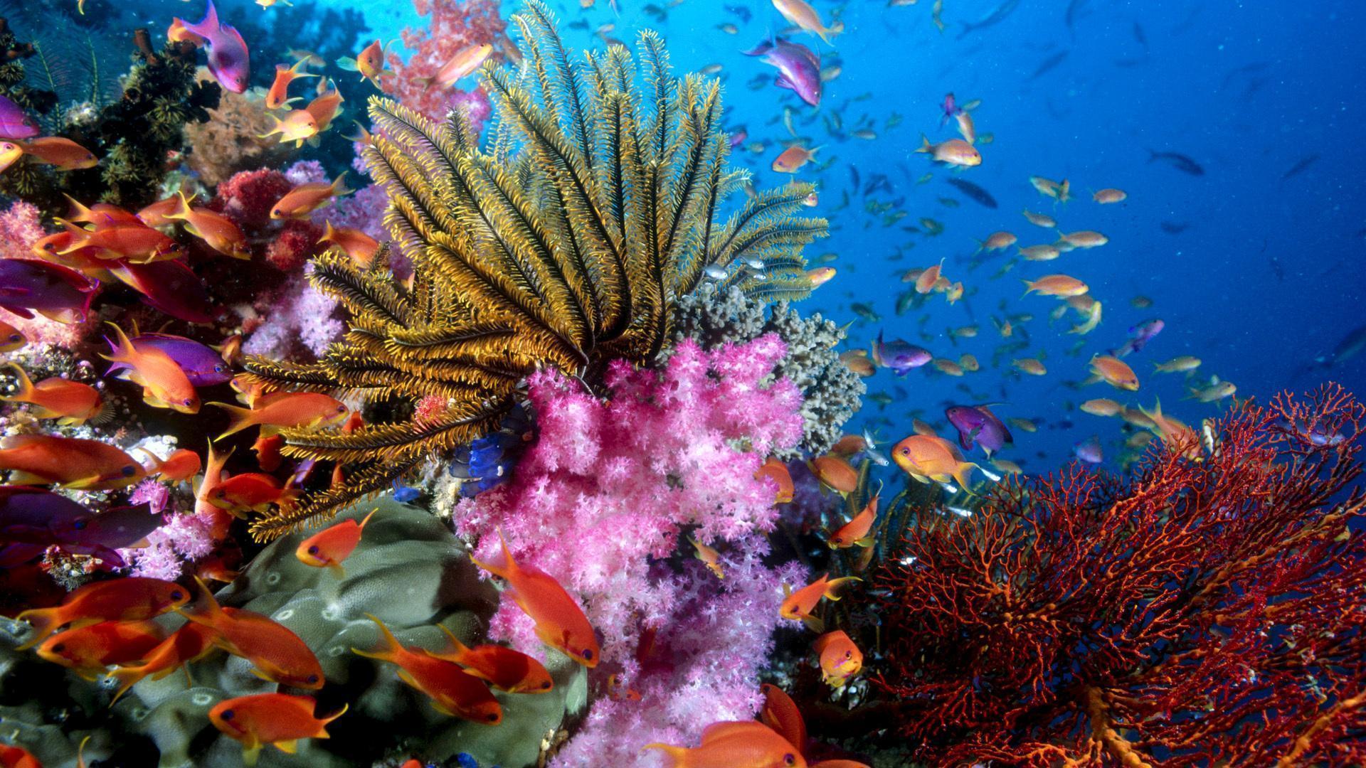 HD Coral Reef Wallpaper