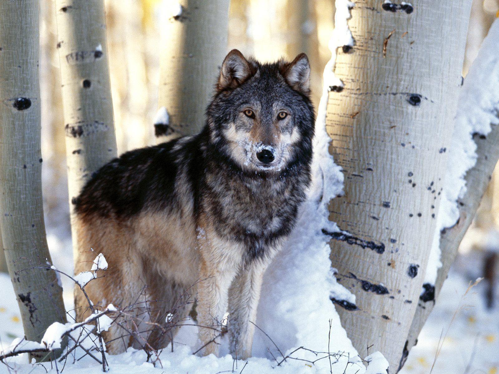 Wolf. Wallpaper HD free Download