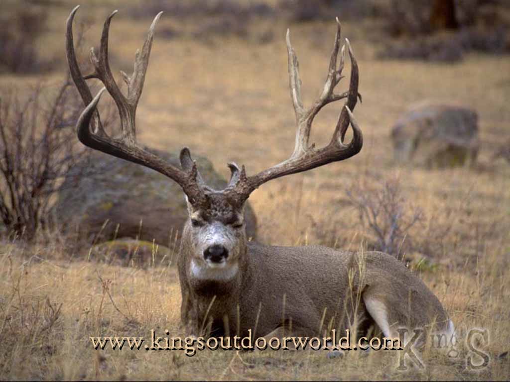 Download Quot Big Foot Mule Deer Image Size Wallpaper 1024x768