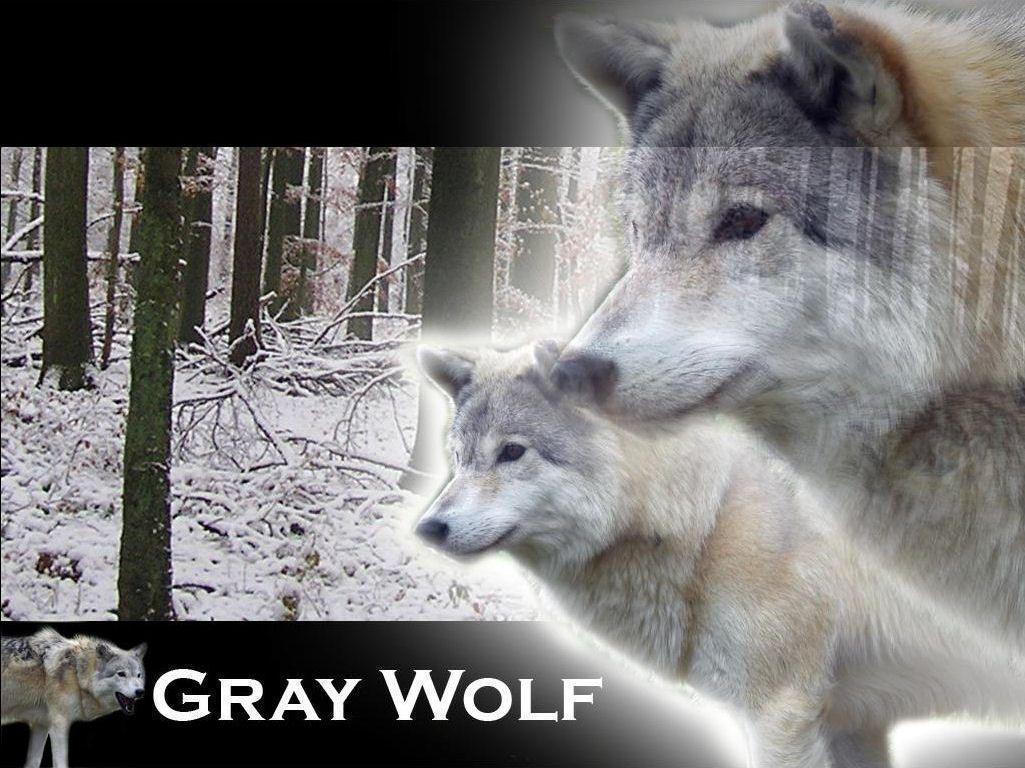 gray wolf wallpaper Search Engine