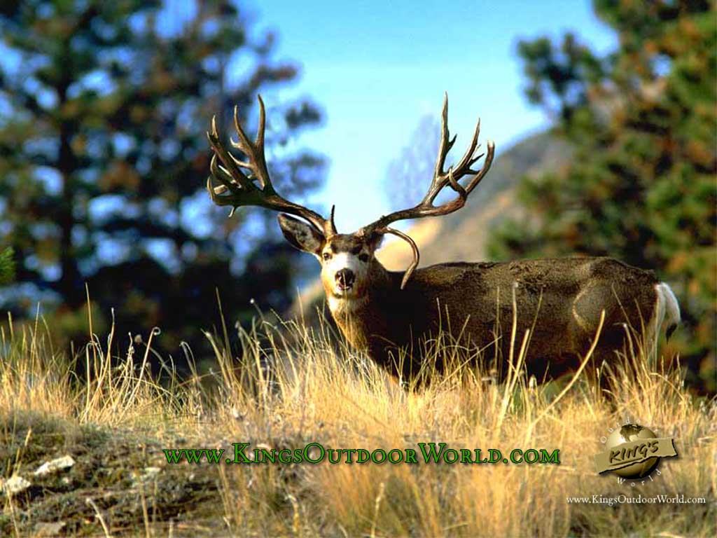 " Wide Buck: Mule Deer Free Wallpaper Image: size 1024x768