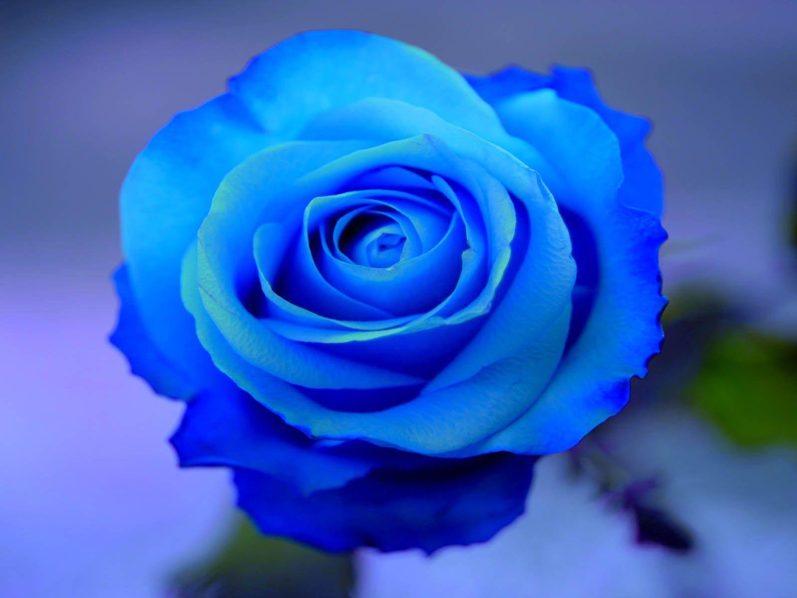 Wallpaper For > Light Blue Roses Background