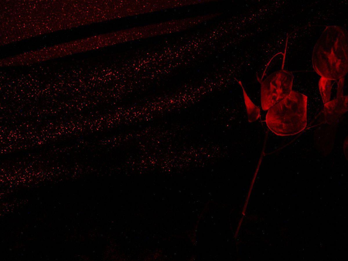 Background wallpaper for desktop and background dark red