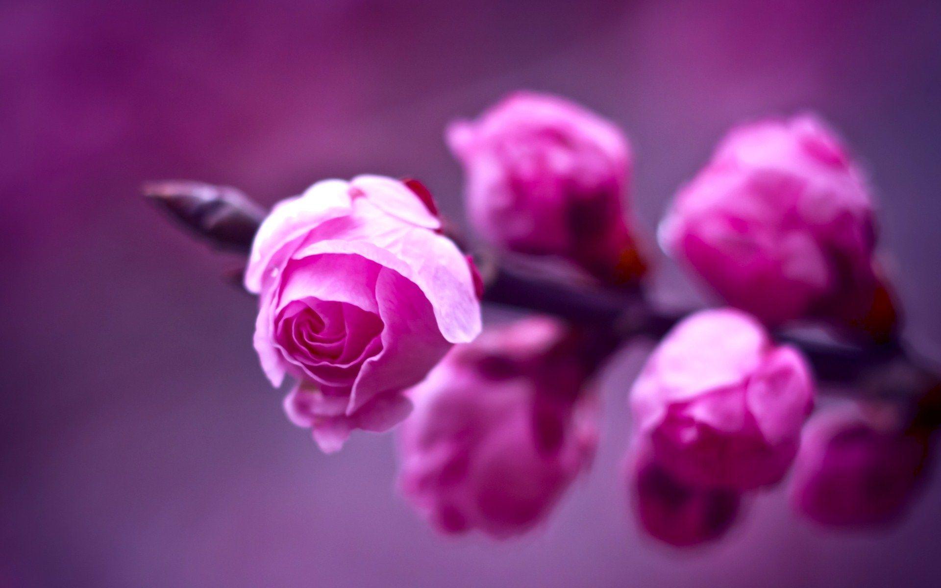 Beautiful Pink Rose Widescreen Wallpaper. TanukinoSippo