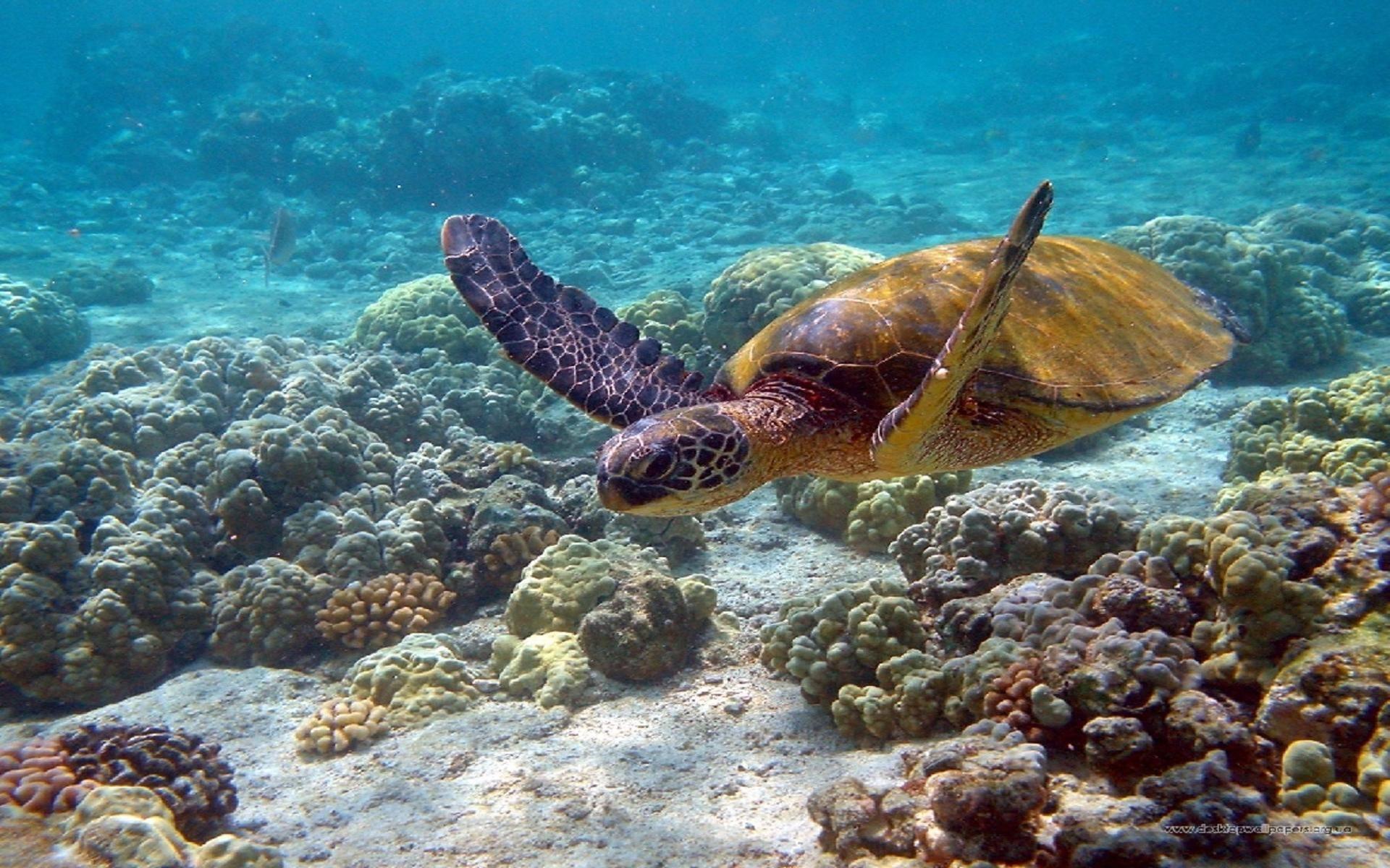 Sea turtle swimming in ocean close to coral reef free desktop
